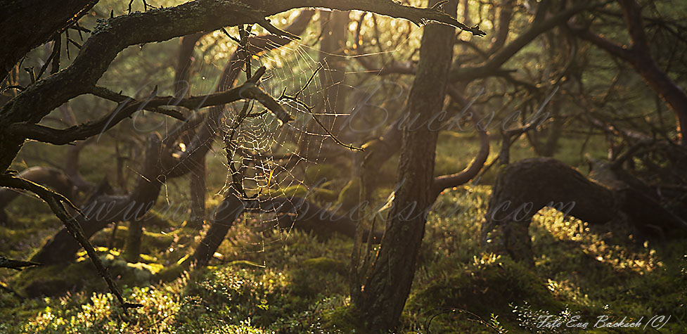 Foto av Eva Bucksch